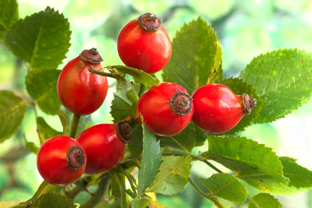 Przetwory z owoców dzikiej róży Przepis – Jak zrobić przetwory z owoców dzikiej róży w domu